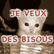 Chaton blanc dans son panier "Je veux des bisous"