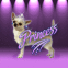 Princesse chihuahua